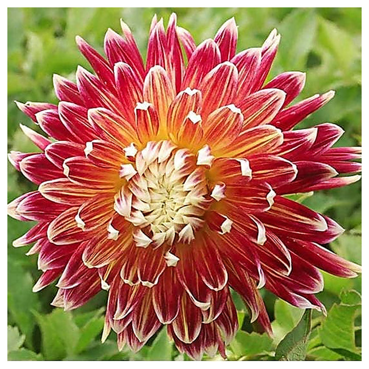 Akita Dahlia Red Flower Seeds – Heirloom, Non-GMO, High Germination Organic Garden Seeds for Planting | Neera Seeds product photo [neera-v4-618d442c0fdf3ee68776]