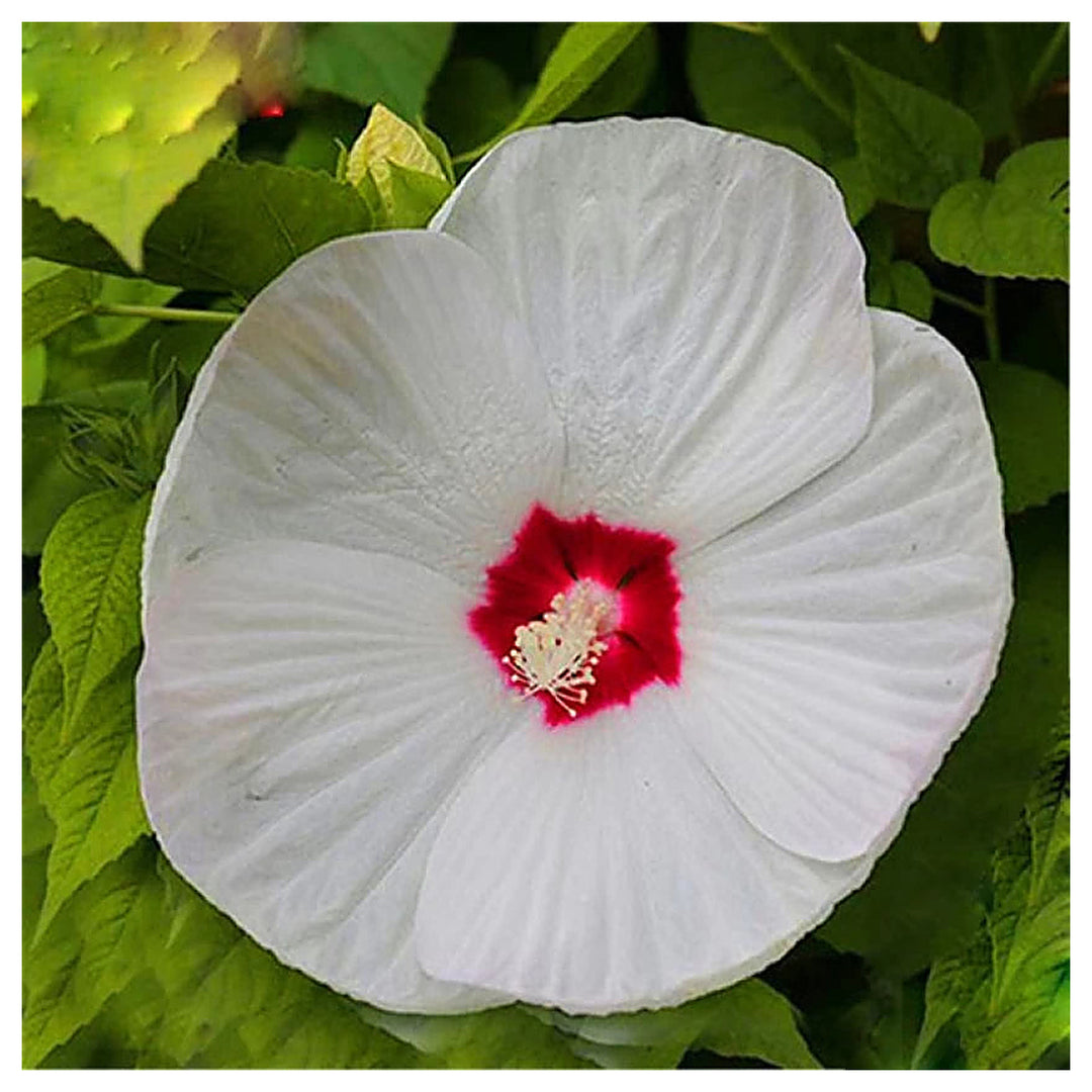 White Hibiscus Heirloom Non-GMO Seeds for Planting – Organic Garden Seeds, High Germination, Vibrant Blooms | Neera Seeds product photo [neera-v4-6191750a232b3679a5db]