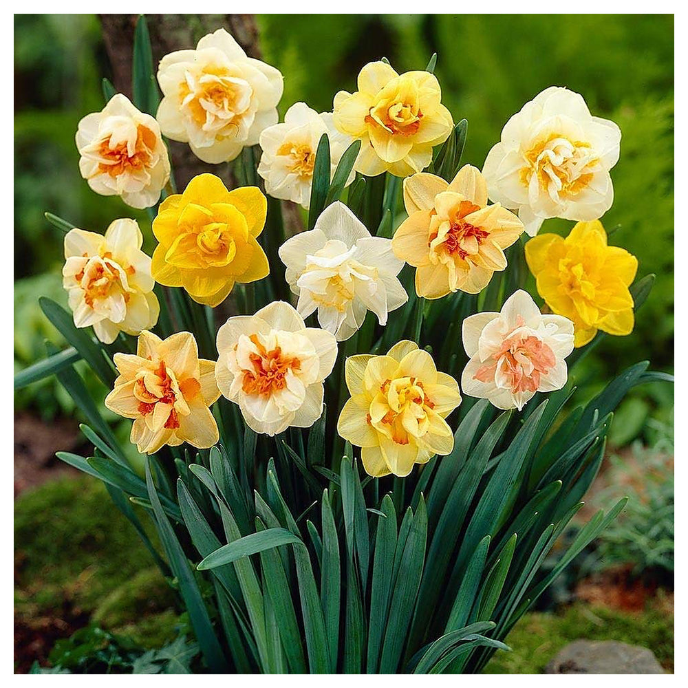 Jonquil Flower Seeds for Planting – Fragrant, Easy-to-Grow Spring Blooms | Neera Seeds product photo [neera-v4-61a4ac949607401439eb]