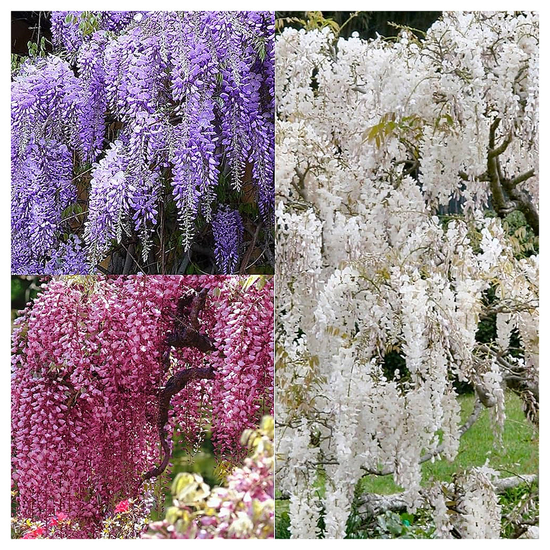Multi-Colored Wisteria Flower Seeds for Planting – Heirloom, Non-GMO, High Germination Climbing Garden Seeds | Neera Seeds product photo [neera-v4-61abf0e1b4c29f4d10ad]
