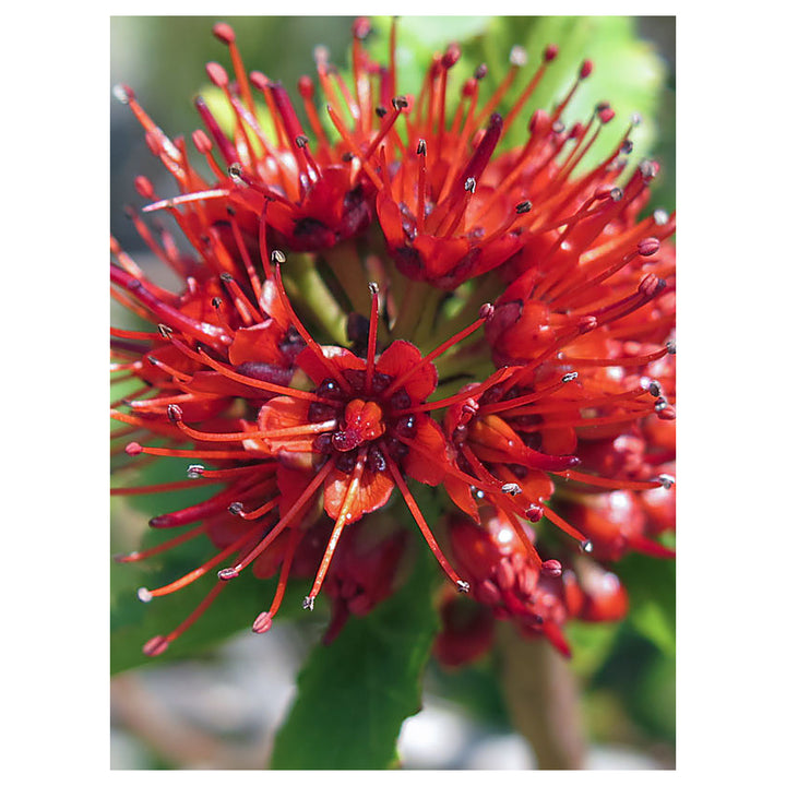 Red Greyia Sutherlandii Flower Seeds for Planting | Heirloom, Non-GMO, High Germination Organic Garden Seeds for Ex | Neera Seeds product photo [neera-v4-61c17714b68aec92a907]