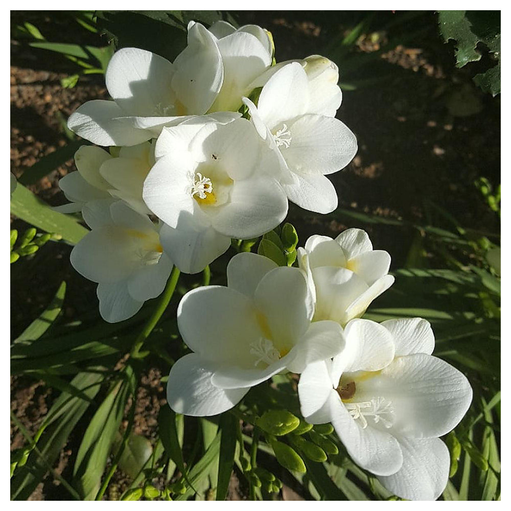 Heirloom Non-GMO White Sparaxis Flower Seeds for Garden Planting – Star-Shaped Spring Blooms | Neera Seeds product photo [neera-v4-61c4611749ab3f14ec31]