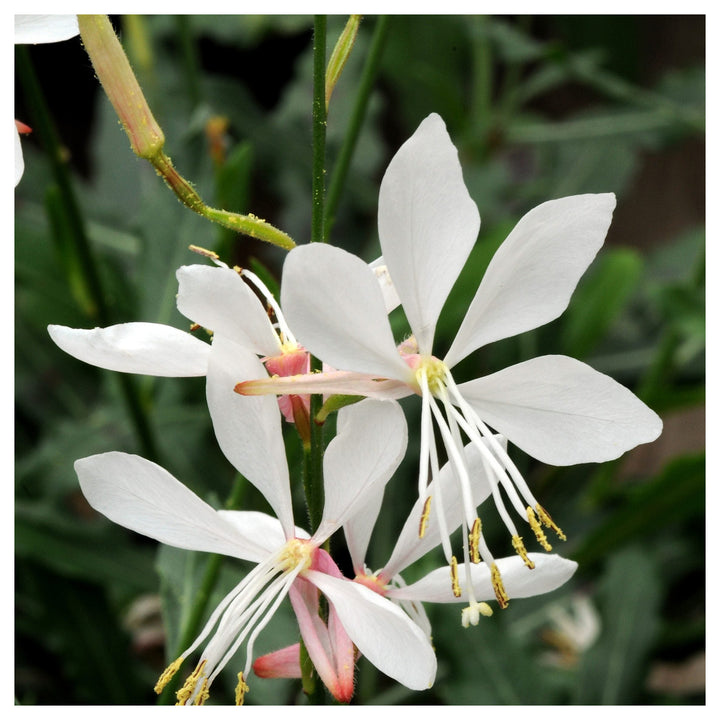 Lindheimeri White Flower Seeds for Planting – Organic, Heirloom, Non-GMO Seeds | Neera Seeds product photo [neera-v4-61c9083e8c1d252c0196]
