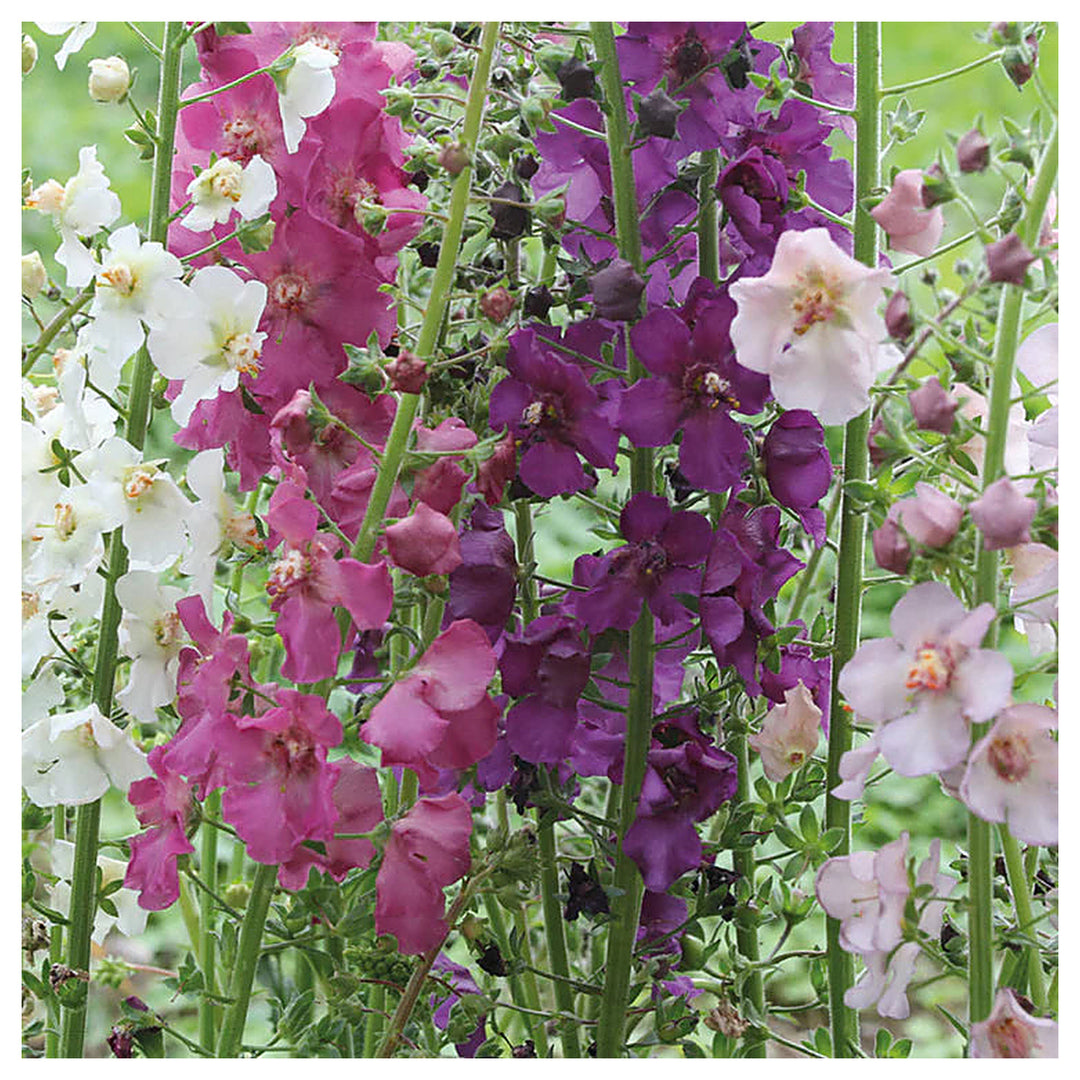 Heirloom Oxtail Verbascum Flower Seeds, Non-GMO Tall Spiked Blooms for Cottage and Wildflower Garden Planting | Neera Seeds product photo [neera-v4-61d357e07add3e754928]