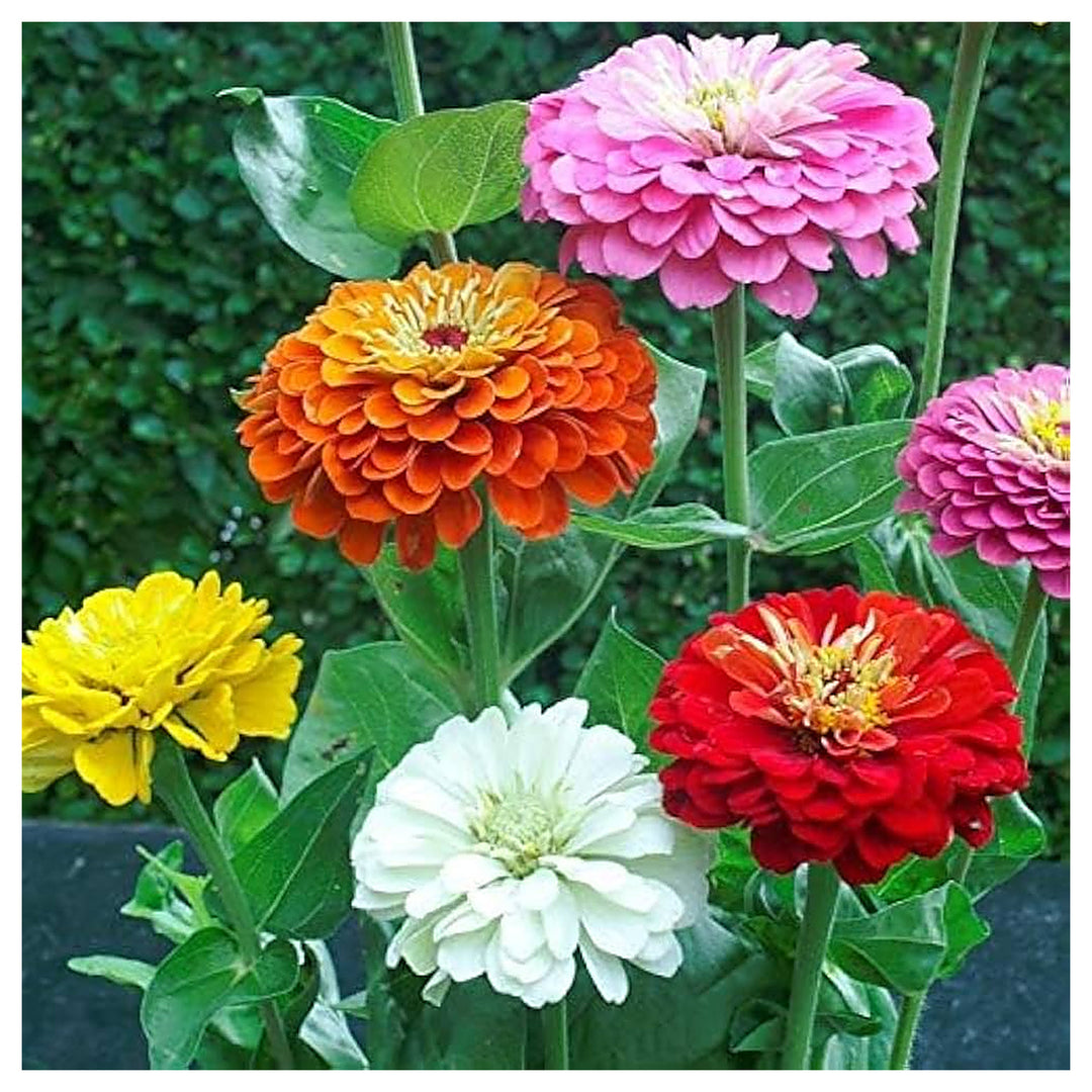 Mixed Zinnia Flower Seeds for Planting – Vibrant Colors for Garden Blooms, Non-GMO, Heirloom seeds | Neera Seeds product photo [neera-v4-61ee1d4fe7b4c3c0d3c2]
