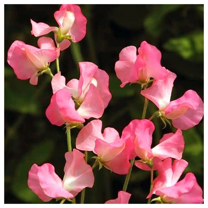 Sweet Pea Elegance Watermelon Flower Seeds for Planting – Heirloom Non-GMO Seeds Fragrant Blooms | Neera Seeds product photo [neera-v4-61f02bbe7669c1b657c0]