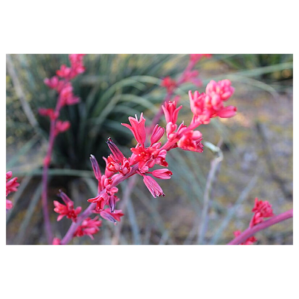 Heirloom Non-GMO Yucca Flower Seeds for Planting – Drought-Tolerant Spiky Garden Blooms | Neera Seeds product photo [neera-v4-62042bb38c08b554826a]