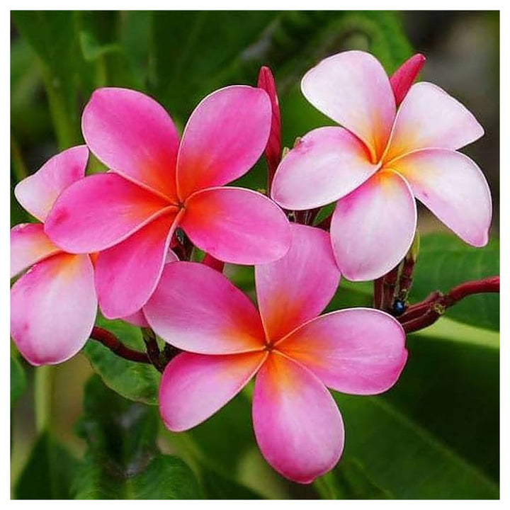 Plumeria Plumeria Spp Flower For Planting In Tropical Garden Flower Seeds for Home Garden Planting, | Neera Seeds product photo [neera-v4-62070f2a00fb14a6d71e]