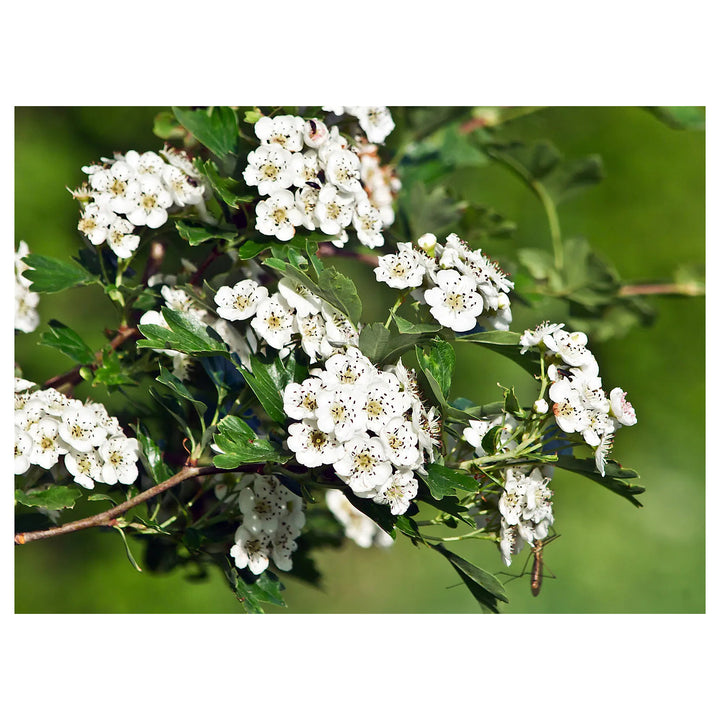 Crataegus Flower Seeds – Heirloom Non-GMO Hawthorn Seeds for Hardy Ornamental Garden Hedges | Neera Seeds product photo [neera-v4-621232e2855ef3f8643c]