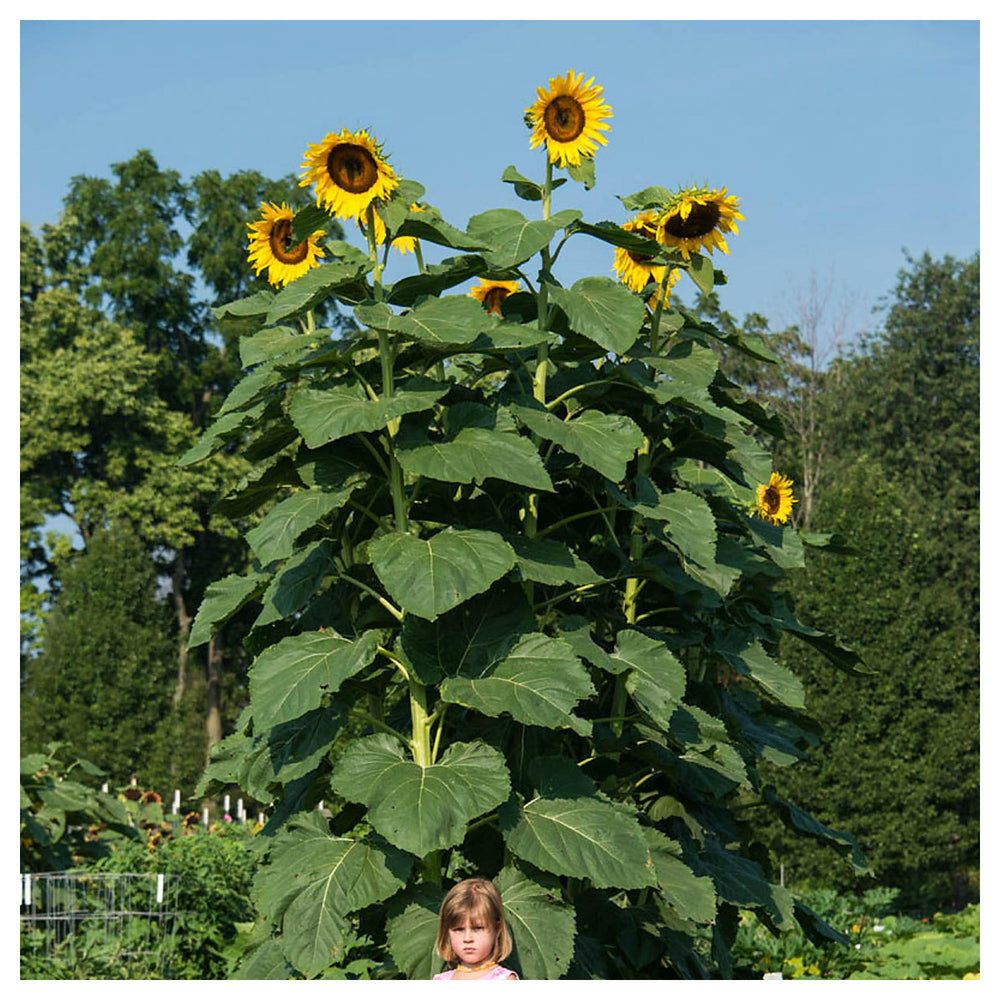 Sunzilla Sunflower Seeds – Heirloom Non-GMO Giant Sunflower Seeds for Planting | High Germination | Neera Seeds product photo [neera-v4-6213020e631b881a224f]