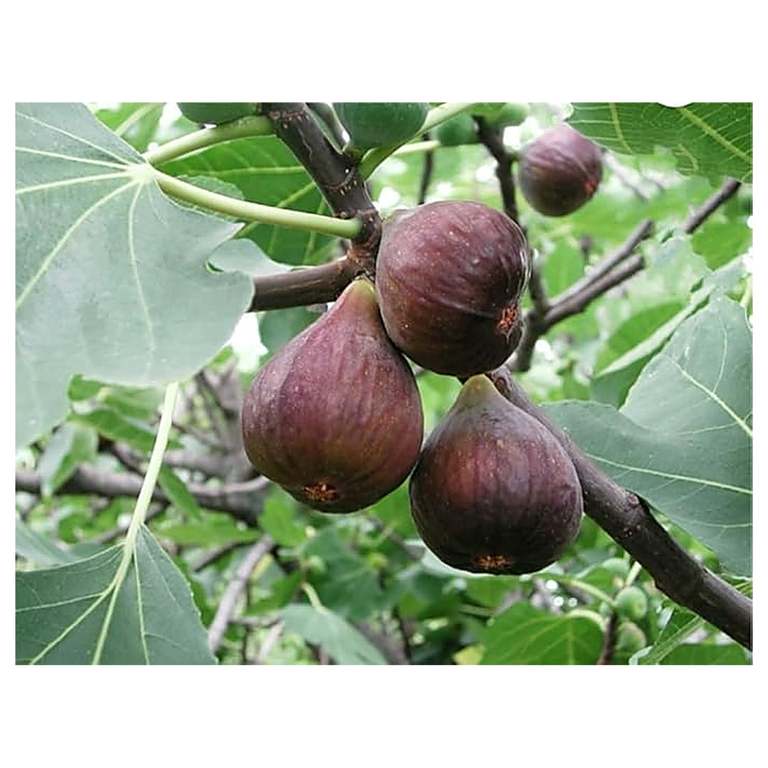 Fig Tree Seeds – Black Sweet Fruit Shrub &amp; Bonsai, Grow Mediterranean Figs, Heirloom &amp; Non-GMO Seeds | Neera Seeds product photo [neera-v4-62144c95433c284a3beb]