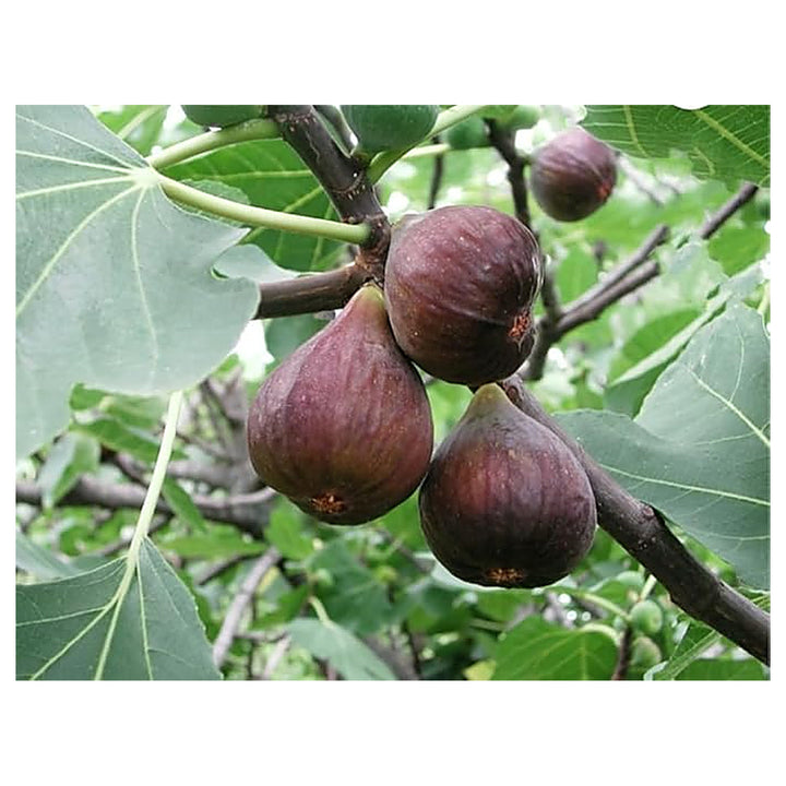 Fig Tree Seeds – Black Sweet Fruit Shrub &amp; Bonsai, Grow Mediterranean Figs, Heirloom &amp; Non-GMO Seeds | Neera Seeds product photo [neera-v4-62144c95433c284a3beb]