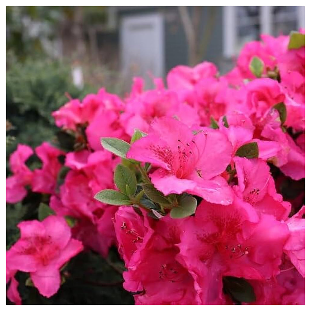 Heirloom Non-GMO Azalea Rhododendron Flower Seeds for Planting – Colorful Ornamental Blooms | High Germination | Neera Seeds product photo [neera-v4-621fbf12d5b3c3f26f05]
