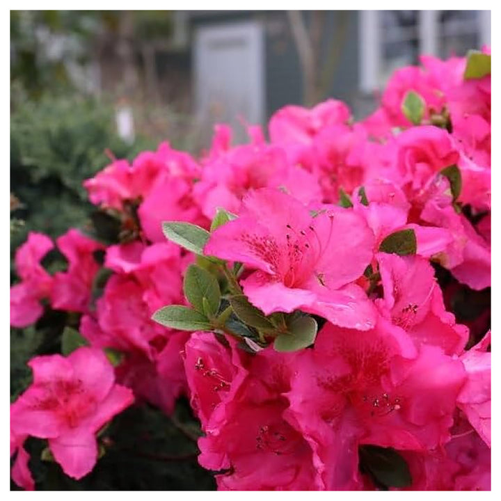 Heirloom Non-GMO Azalea Rhododendron Flower Seeds for Planting – Colorful Ornamental Blooms | High Germination | Neera Seeds product photo [neera-v4-621fbf12d5b3c3f26f05]