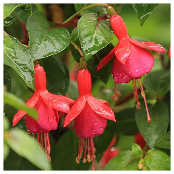 Heirloom Non-GMO Fuchsia Flower Seeds for Planting – Vibrant Hanging Ornamental Garden Blooms | Neera Seeds product photo [neera-v4-62294cd75d7ab48ac616]