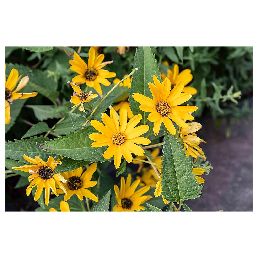 False Sunflower Seeds for Planting – Heirloom, Non-GMO, High Germination Organic Garden Seeds | Neera Seeds product photo [neera-v4-624db5306b2e97c4e13c]