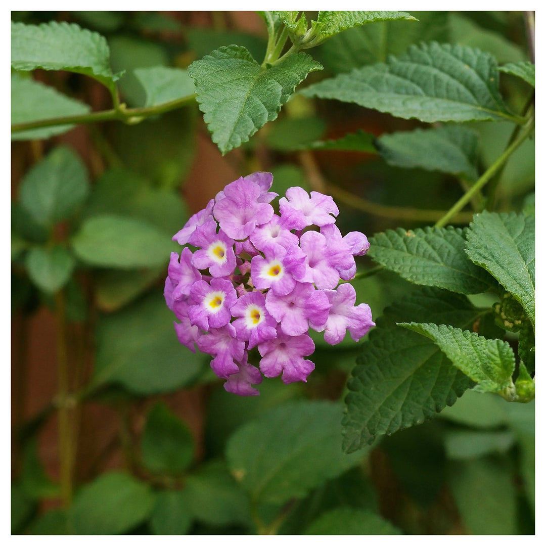 Purple Lantana Flower Seeds for Planting – Heirloom, Non-GMO, High Germination Organic Garden Seeds | Neera Seeds product photo [neera-v4-626fe0f696cf7264de9b]