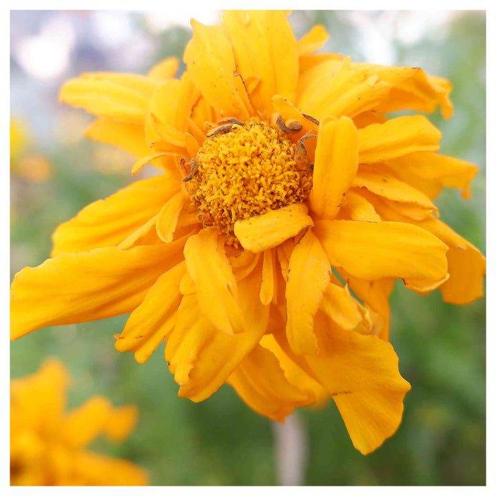 Yellow Marigold Tangerine Flower Seeds for Planting - Heirloom and Non-GMO Seeds for Beautiful Home Garden | Neera Seeds product photo [neera-v4-6280a3954481ca1dbe84]