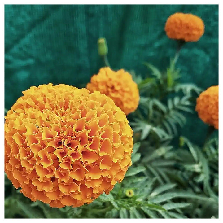Aztec Marigold Flower Seeds – Heirloom, Non-GMO, High Germination Organic Garden Seeds for Planting | Neera Seeds product photo [neera-v4-628a95beaeb58578116e]