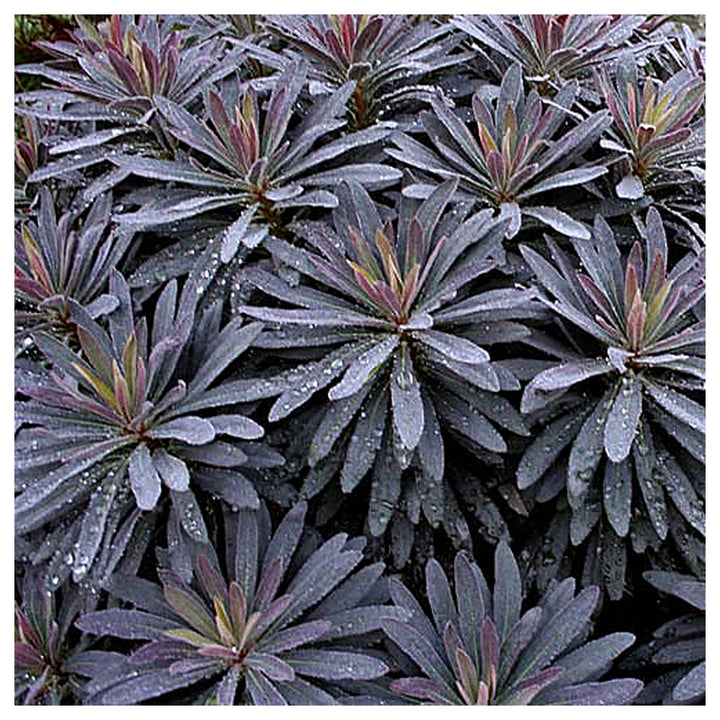 Euphorbia Amygdaloides Plant Seeds for Planting | Heirloom Non-GMO High Germination Organic Garden Seeds | Neera Seeds product photo [neera-v4-62929b10721bb3354edb]