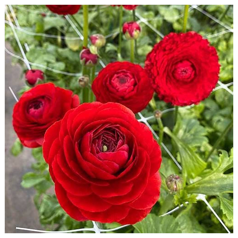 Red Ranunculus Flower Seeds for Planting – Heirloom, Non-GMO, High Germination Organic Garden Seeds | Neera Seeds product photo [neera-v4-62968dfba5707a73898b]