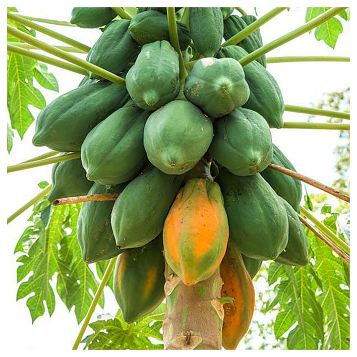 Red Lady Papaya Fruit Seeds for Planting – Heirloom Non-GMO High Germination Organic Garden Seeds | Neera Seeds product photo [neera-v4-629edd8b2be4b7bab020]