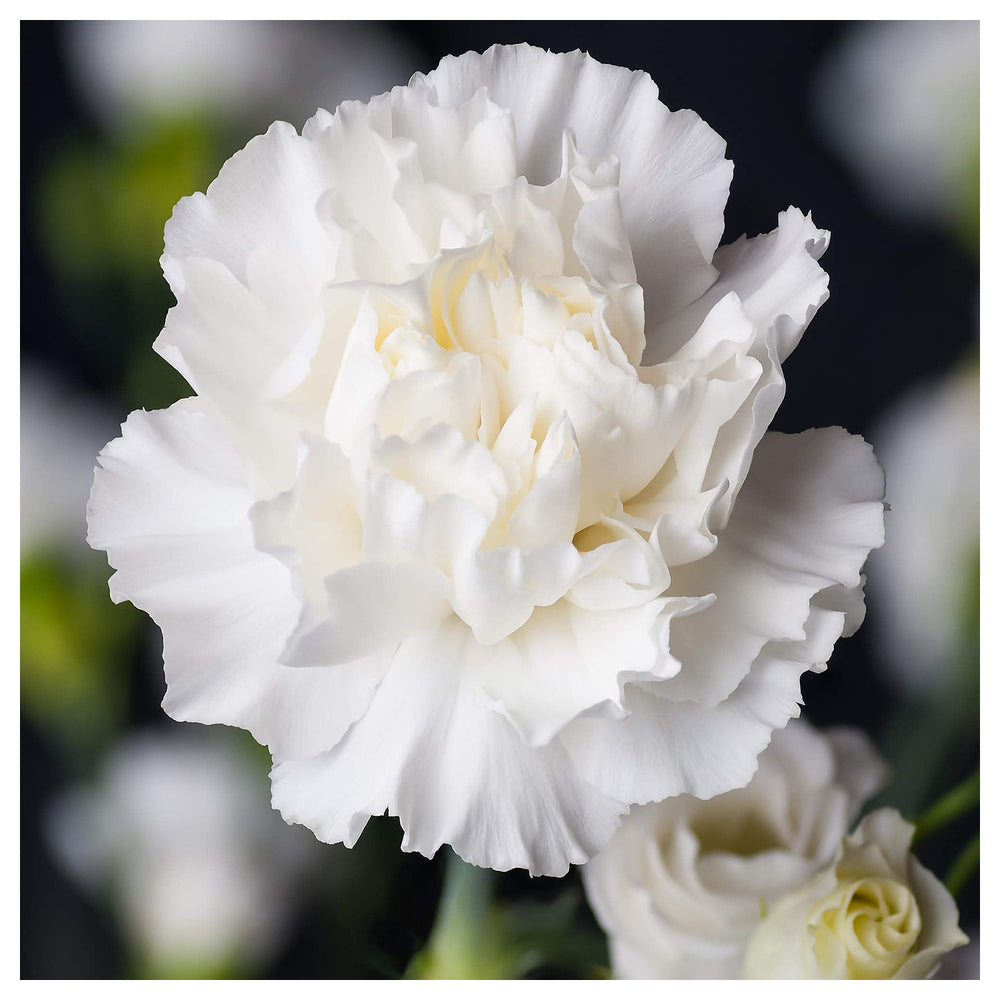 White Carnation Flower Seeds for Planting – Heirloom Non-GMO, High Germination Garden Blooms | Neera Seeds product photo [neera-v4-62ad27c7cdbaad43c3e0]