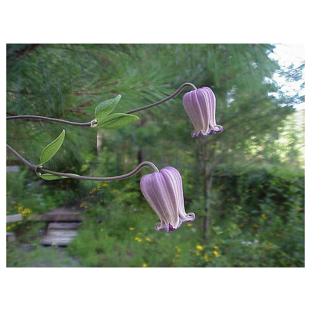 Heirloom Non-GMO Clematis Reticulata Flower Seeds – Climbing Vine Seeds for Planting, High Germination Organic Bloo | Neera Seeds product photo [neera-v4-62b20d0ba26266230b80]