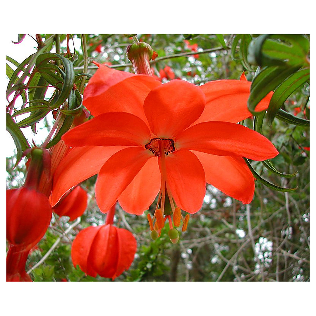 Heirloom Non-GMO Passiflora Parritae Flower Seeds for Planting – Exotic Passionflower Blooming Seeds, High Germinat | Neera Seeds product photo [neera-v4-62c549a3e1445a4a71af]