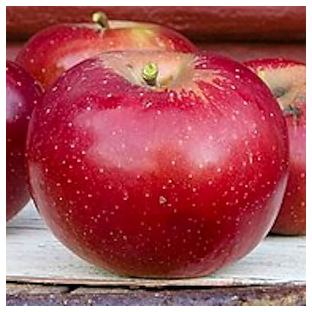 Red Delicious Apple Seeds – Heirloom Non-GMO Fruit Seeds for Garden Planting | Neera Seeds product photo [neera-v4-62d774b4ec8805ca91c4]