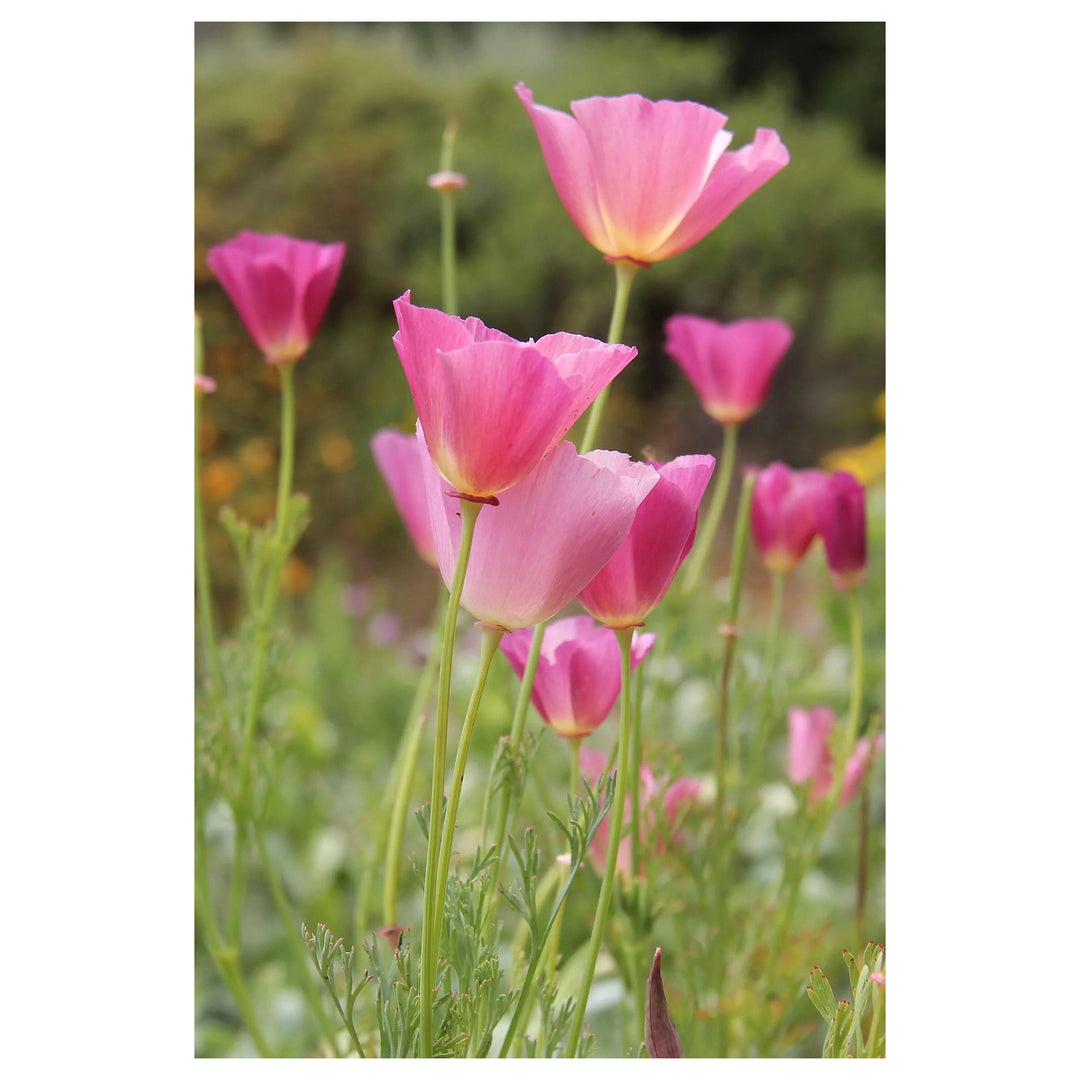 Pink Eschscholtzia (California Poppy) Flower Seeds for Planting – Heirloom &amp; Non-GMO Delicate Blooms for Garden Bed | Neera Seeds product photo [neera-v4-62e4310e29922e5b5a47]