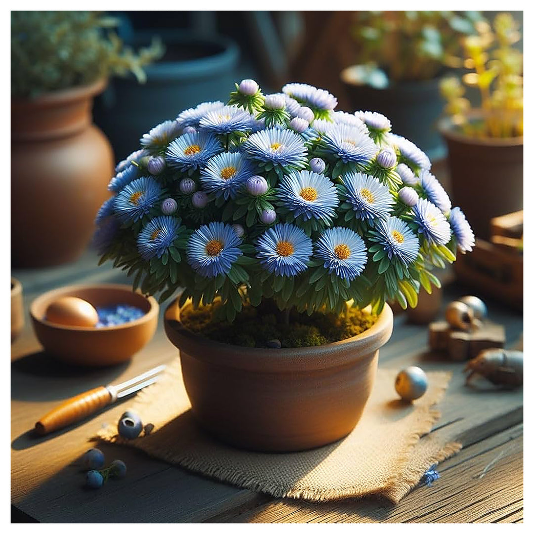 Blue Aster Flower Aster Spp Planting Flower Seeds Home Garden Planting, Fragrant Organic | Neera Seeds product photo [neera-v4-62eea7b5e52af29a3223]