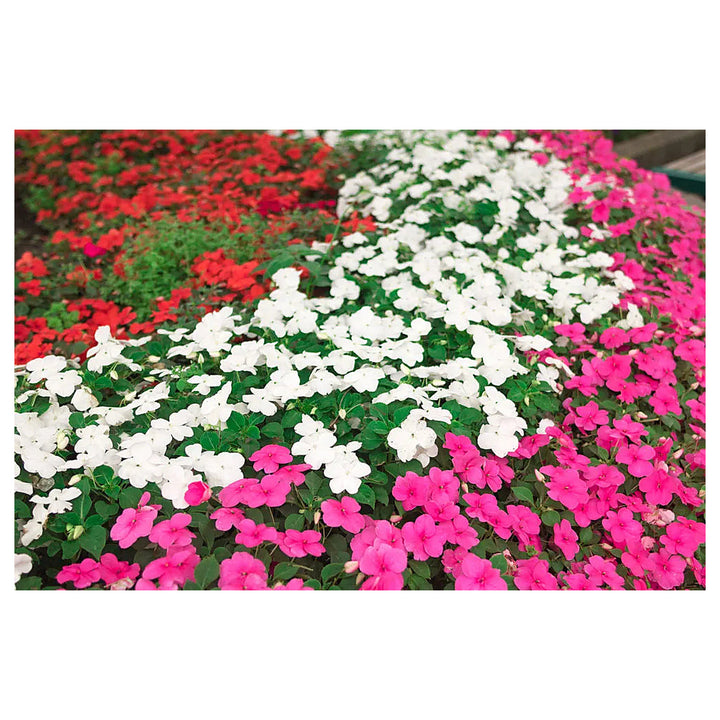 Heirloom Impatiens Seeds – Non-GMO Flower Seeds for Planting | High Germination Organic Garden Blooms | Neera Seeds product photo [neera-v4-62f8c08ffda1f36a09b9]