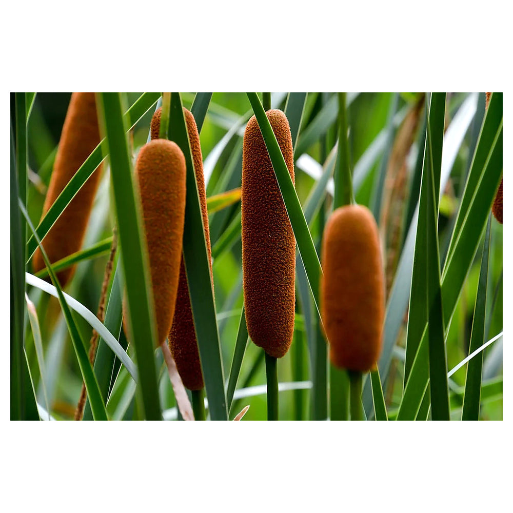 Cattails Seeds for Planting – Organic, Heirloom, Non-GMO Aquatic Flower Seeds | Neera Seeds product photo [neera-v4-62fc34178a6eb2b10a0b]