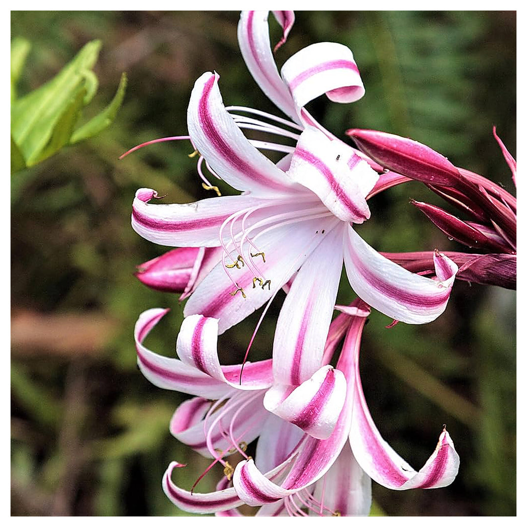 Mixed Crinum Flower Seeds for Planting – Heirloom, Non-GMO, High Germination Organic Garden Seeds | Neera Seeds product photo [neera-v4-630e1ecbc6e235c9ccf0]