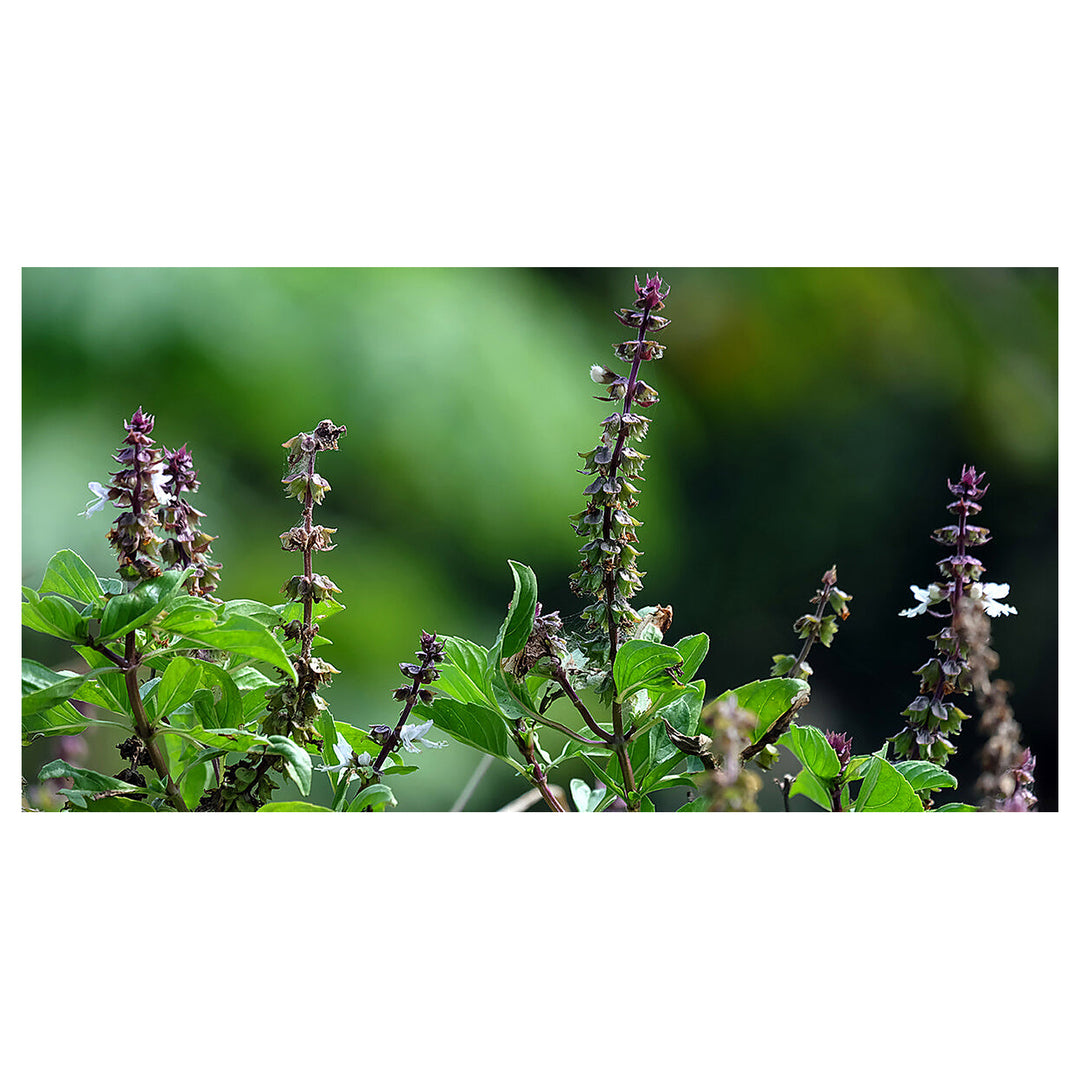 Basil Scented Flower Seeds for Planting – Heirloom, Non-GMO, Unique Fragrant Variety with High Germination | Neera Seeds product photo [neera-v4-6316c59e38fe4412e65a]