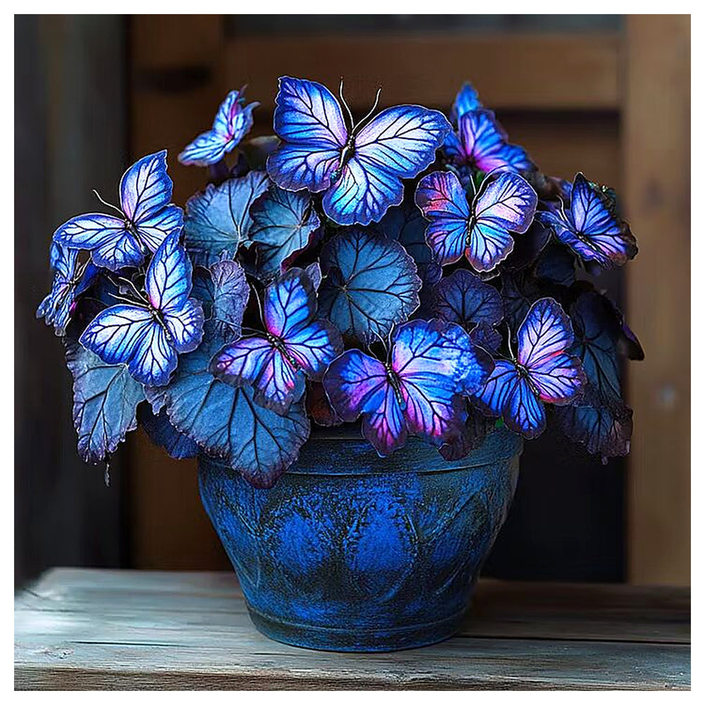 Sapphires Moonlight Butterfly Begonia Flower Seeds for Planting | Heirloom Non-GMO Organic Garden Seeds High Germin | Neera Seeds product photo [neera-v4-631ea3be3967020ed421]