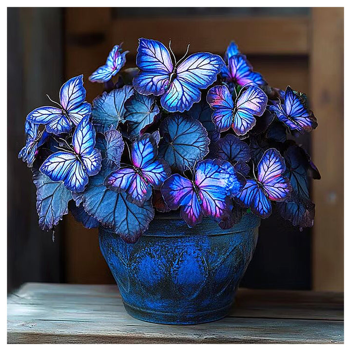 Sapphires Moonlight Butterfly Begonia Flower Seeds for Planting | Heirloom Non-GMO Organic Garden Seeds High Germin | Neera Seeds product photo [neera-v4-631ea3be3967020ed421]