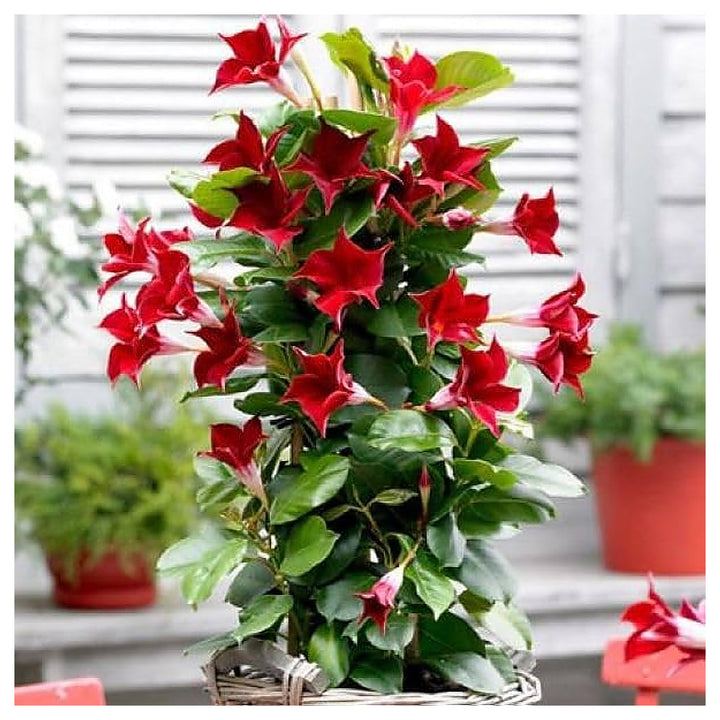 Heirloom Non-GMO Sanderi Flower Seeds for Tropical Ornamental Garden Planting | Neera Seeds product photo [neera-v4-632d09e481cbe4c8784b]