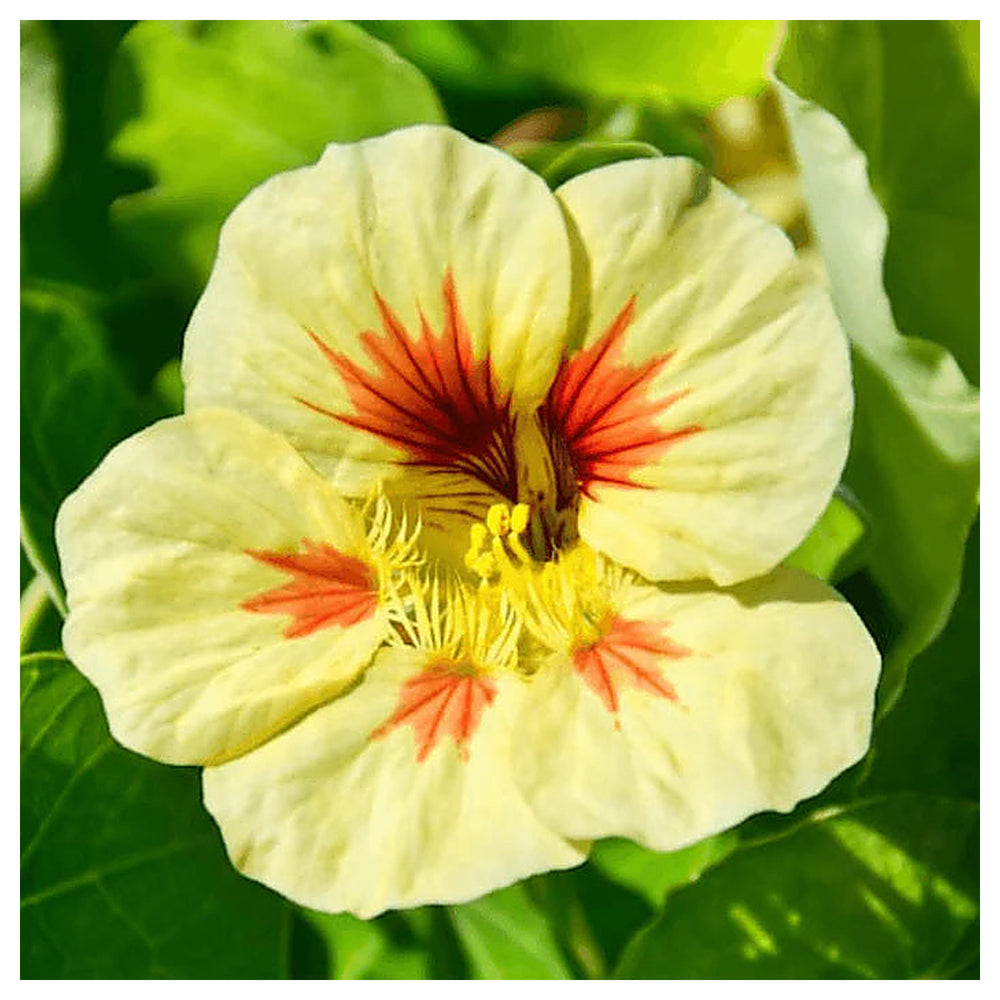 Yellow Peach Nasturtium Flower Seeds for Planting – Heirloom Non-GMO, High Germination Home Garden Seeds | Neera Seeds product photo [neera-v4-632f96f682cc619da2cc]