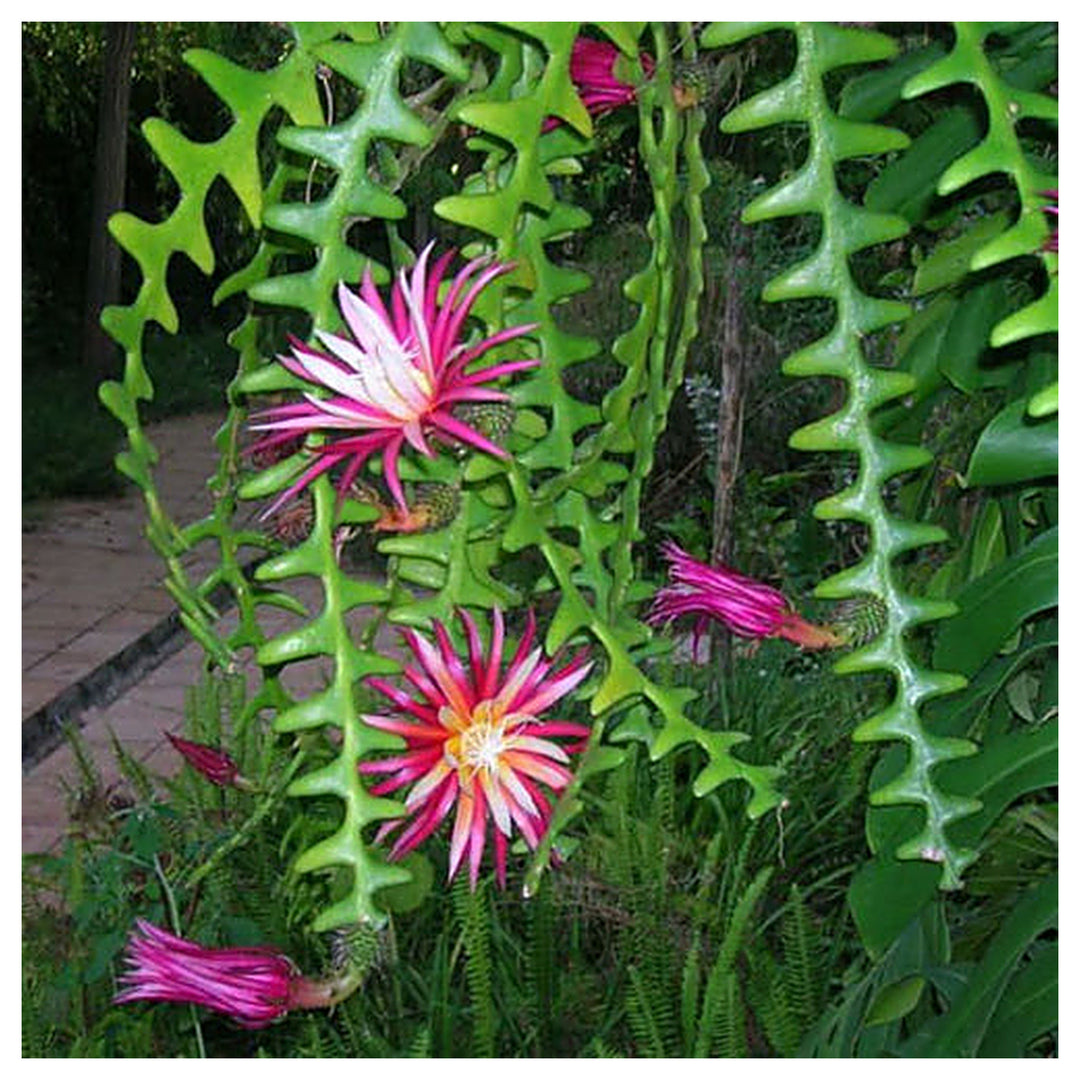 Heirloom Epiphyllum Anguliger Plant Seeds, Non-GMO Fishbone Cactus for Unique Indoor and Garden Planting | Neera Seeds product photo [neera-v4-63360a3aa00e4e4d80a2]