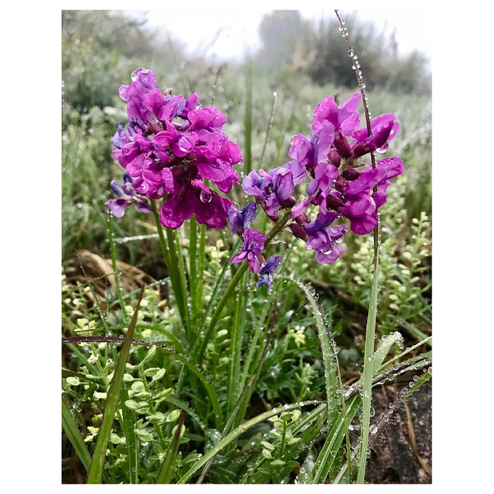 Heirloom Non-GMO Oxytropsis Lambertii Flower Seeds – Rare Wildflower Seeds for Planting, High Germination Organic S | Neera Seeds product photo [neera-v4-63408c2fd07a6d3c8922]