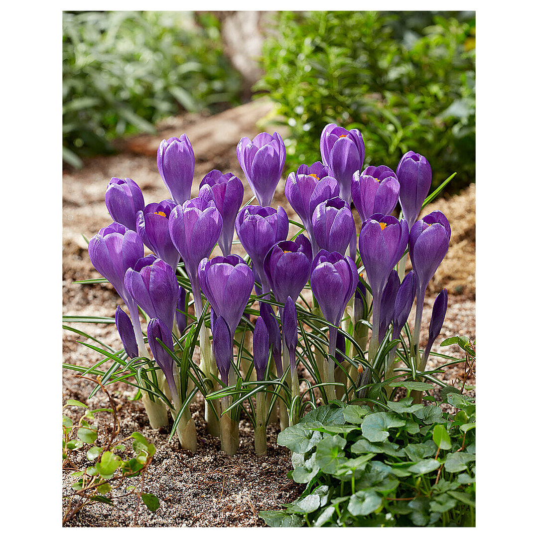 Blue Ocean Crocus Heirloom Flower Seeds for Planting – Non-GMO, High Germination Early Spring Garden Seeds | Neera Seeds product photo [neera-v4-634153b252591a08beaa]
