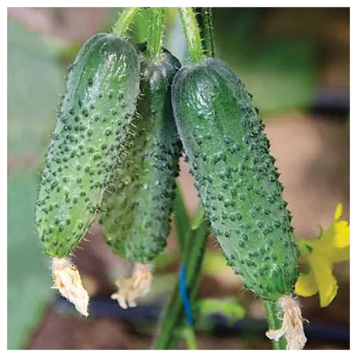 Cucumber Seeds Arctic F1 (Parthenocarpic) – Heirloom, Non-GMO, High Germination, Organic Garden Seeds | Neera Seeds product photo [neera-v4-634aa778ecd5381f7115]