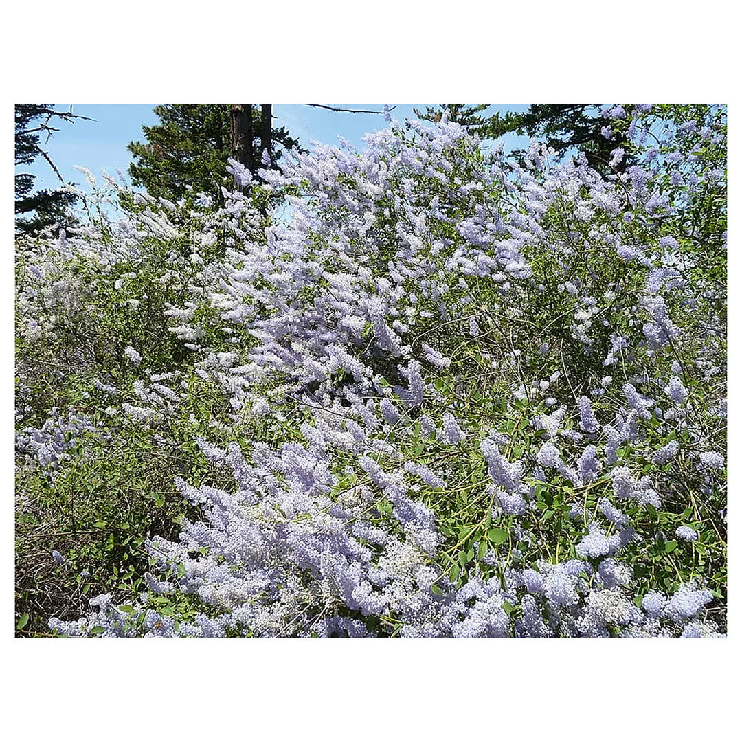 Integerrimus Flower Seeds for Planting, NON GMO Seeds | Neera Seeds product photo [neera-v4-634daf39a88f02279644]