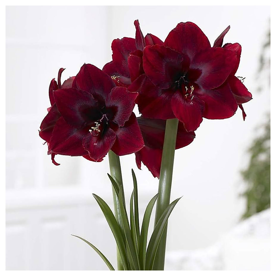Heirloom Non-GMO Maroon Amaryllis Flower Seeds – Bold Blooming Bulb Seeds for Home Gardens | Neera Seeds product photo [neera-v4-63556b920f7ea3c29fe7]