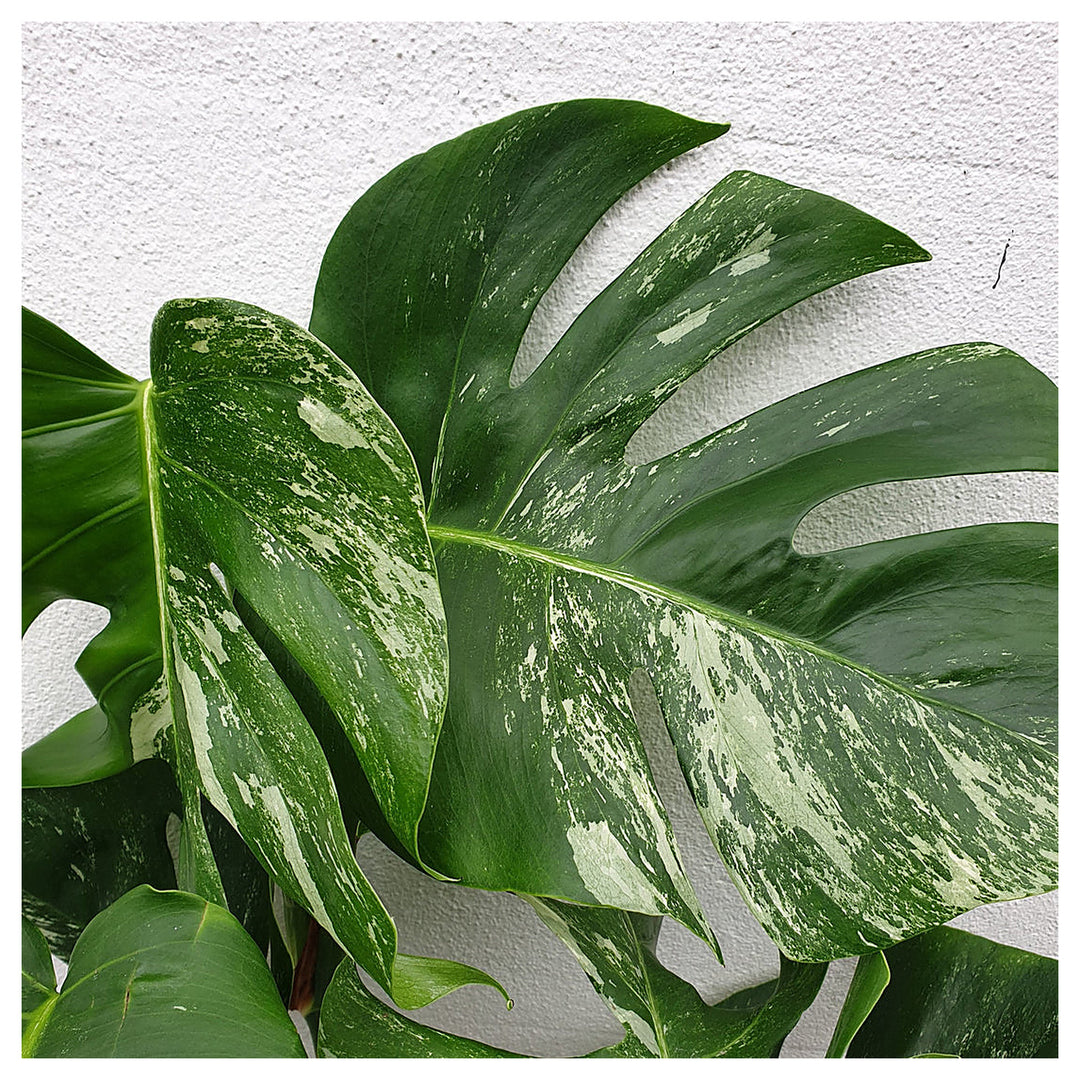 Heirloom Variegata Plant Seeds, Non-GMO Decorative Foliage Seeds for Unique Garden Planting | Neera Seeds product photo [neera-v4-6360aae0fd6a6357dba6]