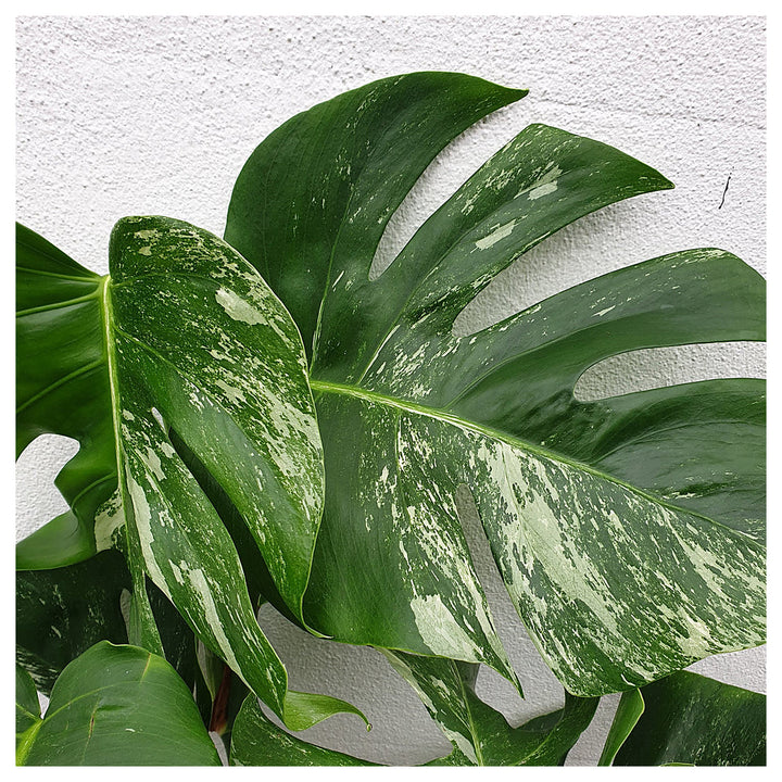 Heirloom Variegata Plant Seeds, Non-GMO Decorative Foliage Seeds for Unique Garden Planting | Neera Seeds product photo [neera-v4-6360aae0fd6a6357dba6]