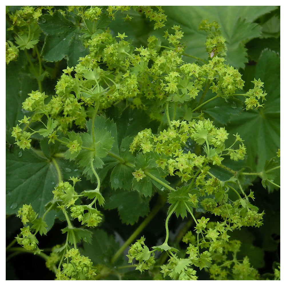 Alchemilla Mollis Green Seeds for Planting – Organic, Heirloom, Non-GMO Garden Seeds | Neera Seeds product photo [neera-v4-63657531fe0d166bfc84]