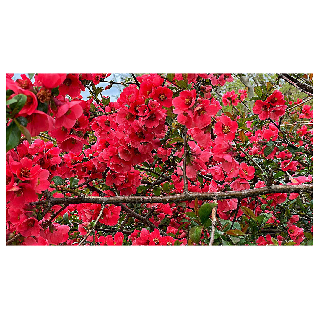 Organic Heirloom Chaenomeles Flower Seeds for Planting – Unique Variety Non-GMO Shrub Blooms, High Germination | Neera Seeds product photo [neera-v4-6368709abcca2fb126aa]